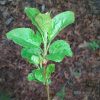 Apple 'Honeycrisp' Seedling