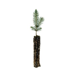 Blue Spruce Seedling