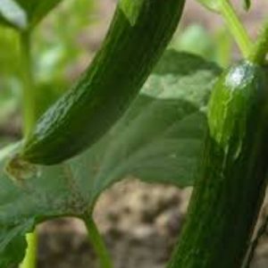 Cucumber English Seedling