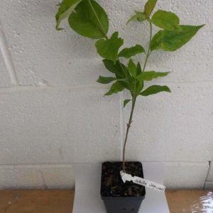 Dogwood White Flowering Seedling