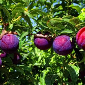 Plum Santa Rosa Seedling