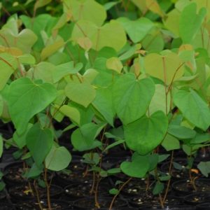 Redbud Seedling