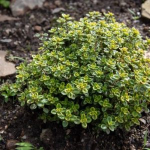 Thyme Lemon Seedling