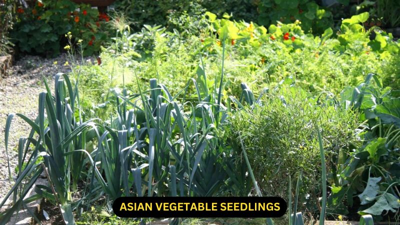 asian vegetable seedlings